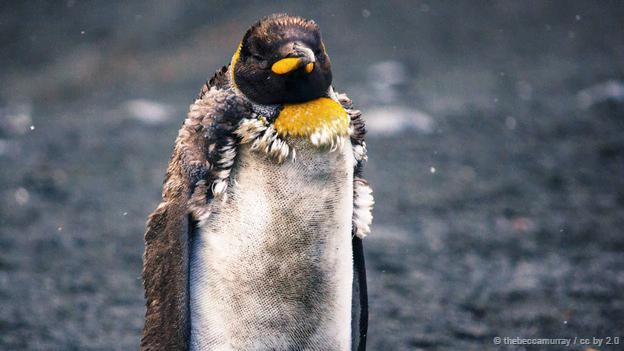 El impactante video de la foca «haciendo suyo» al pingüino