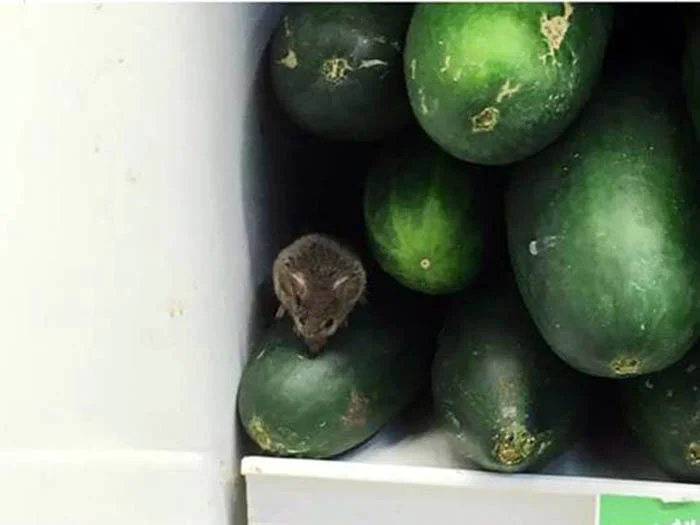 Las verduras en los Pali de Costa Rica tienen mascota y aquí en Nicaragua nada. No es justo